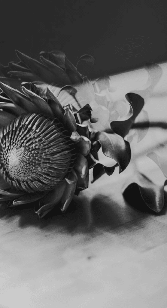 Decorative plant
